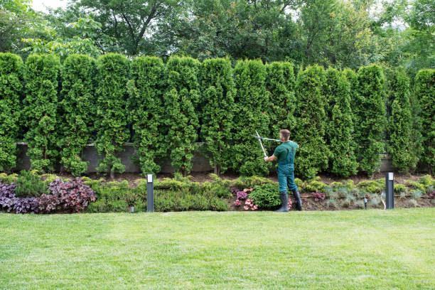 Best Lawn Watering Services  in Gilbert, MN